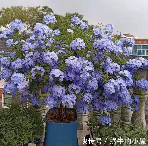 三角梅|7种“泼辣花”,耐晒又抗热,40度高温使劲晒,花苞满满晒出来