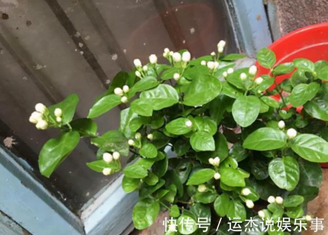 公认的“六种健康花”,建议至少养一盆,好看好吃,有些还喷香