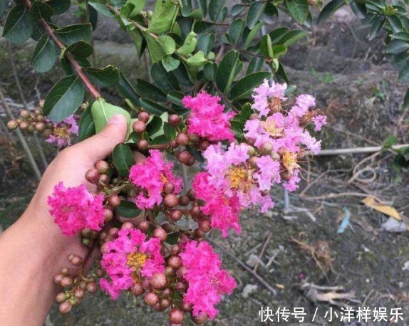 有3种夏季开的花,此时咔嚓“剪两刀”,侧枝变多,开花会更旺盛