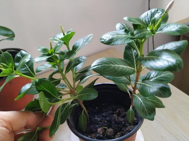 这花就叫“天天开”，咔咔一通剪，长成“小花树”，多了几十盆