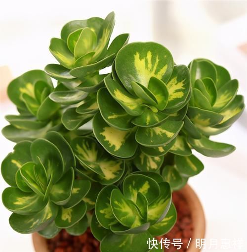 多肉金钱木，养成老桩更好看，招财旺福好运来