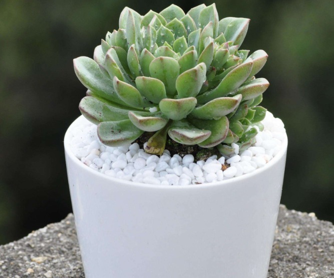 多肉植物夏天很难养只需要掌握3个技巧,夏天多肉一样生命旺盛