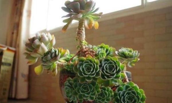 35度高温多肉要休眠这样养护,避开徒长,叶子厚实又肥美