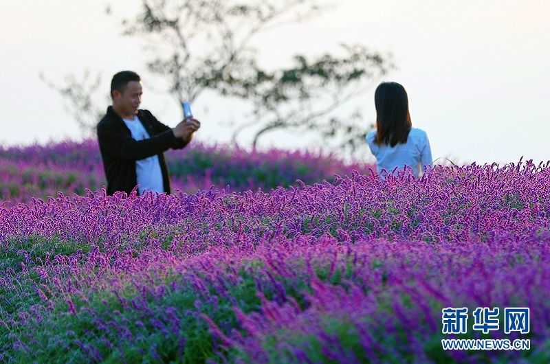 宜都市|【“飞阅”中国】秋花也烂漫 赏花正当时