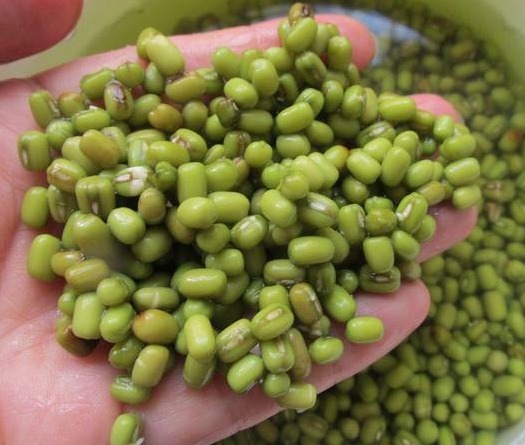 煮绿豆时，别再提前泡豆子了，用这一招，只需十分钟就煮的烂开花