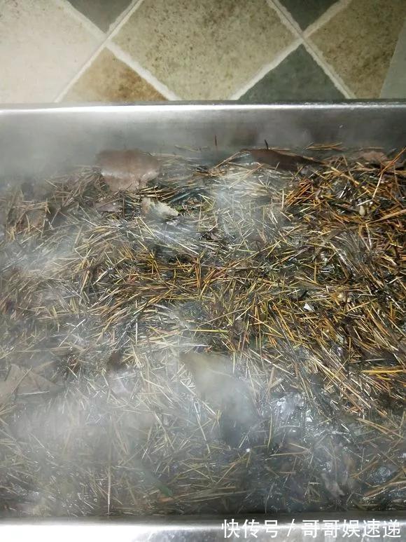 养花最怕烂根，盆底垫点料，盆土透气排水畅快，根粗叶绿开花勤