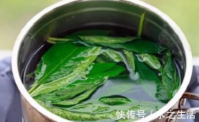 中草药|农村常见的叶子,用”它“泡水,坚持一个月,白发变黑发