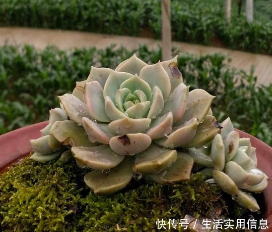 5种超级好养的多肉,如果初次接触多肉,建议不要错过!