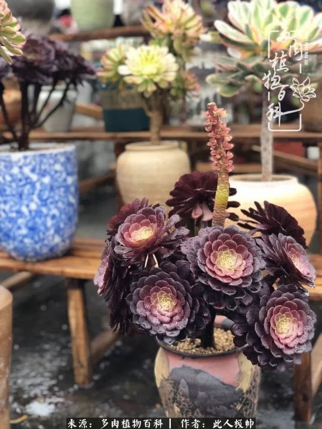 骄阳艳玫瑰,梦幻魔法师!独爱你的百媚千红!