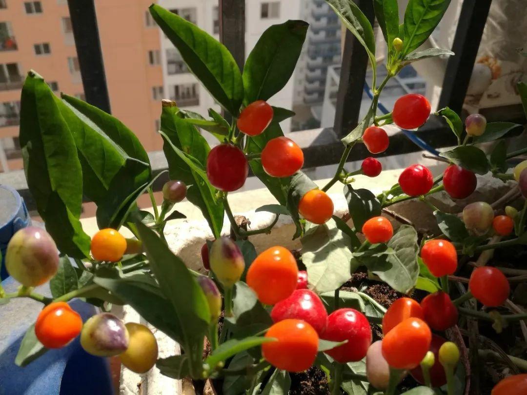 阳台养这10种菜,长得快、结果多,全家都够吃!