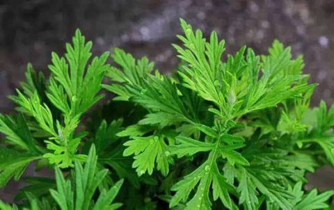 艾草|泡脚时加入这些东西对身体好 艾草能够改善睡眠