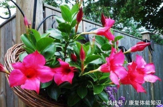 一种小花太神奇,一对叶子6朵花,养一棵开一片,室内室外都能养!