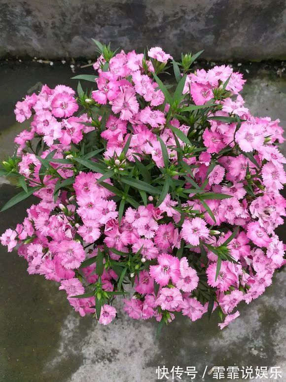 3种花不怕热，天热长得好，开花成花海，比绿萝还好养！