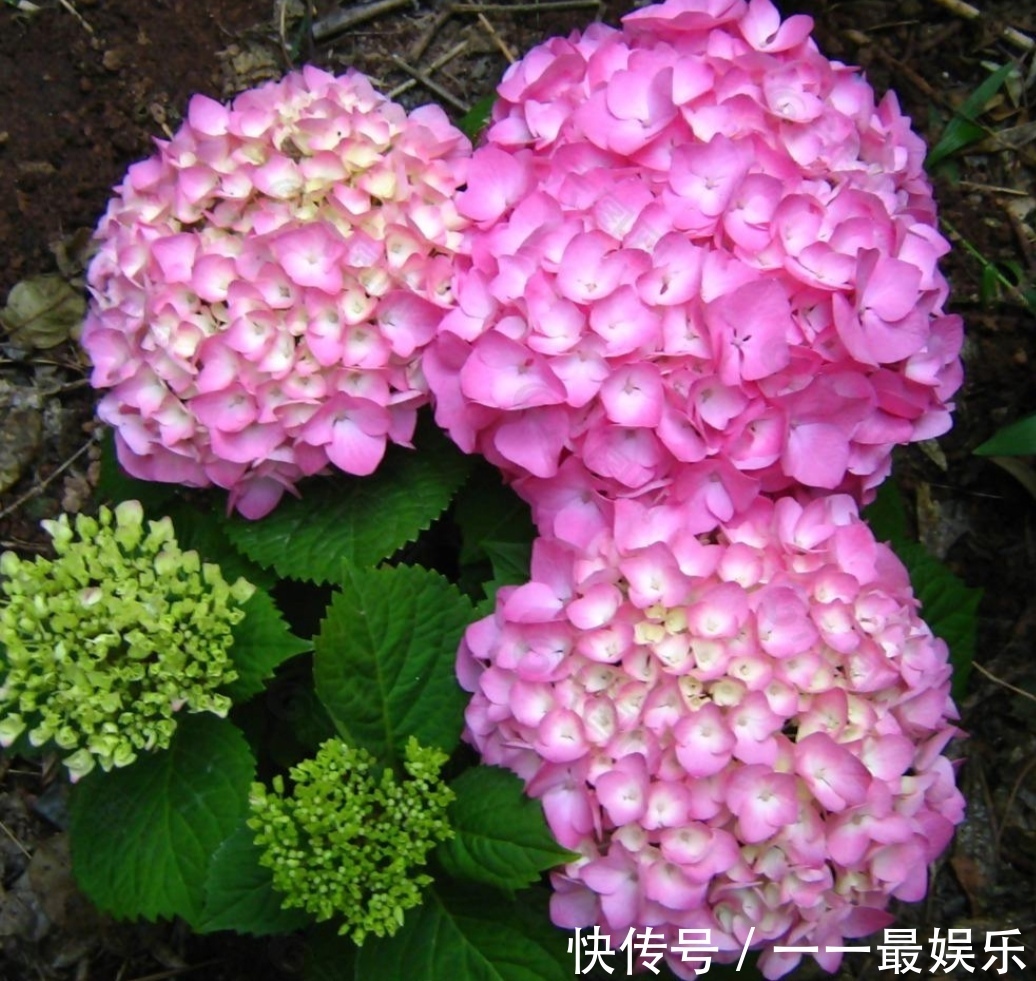 院子里养4种花，开花锦簇，烂漫多姿，美的像花园