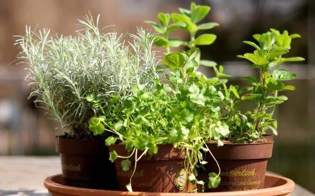 “两种水”不能浇花,已被花友列入“黑名单”,别再继续“作”了