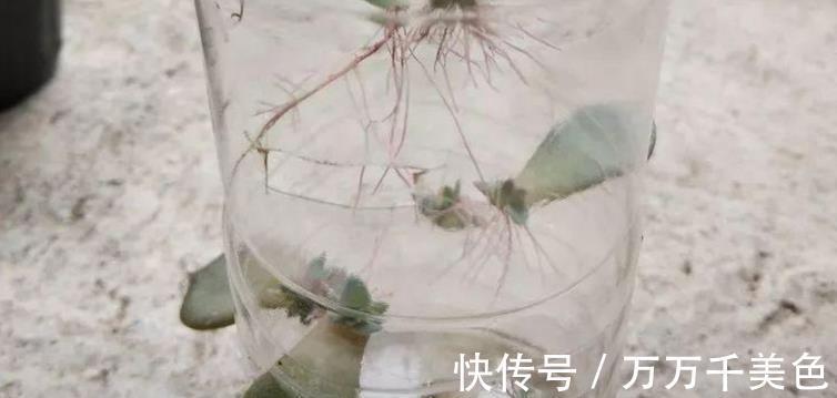 植株|如何兼顾养花和环保?改造下塑料瓶,用着乐趣多又省钱,效果好