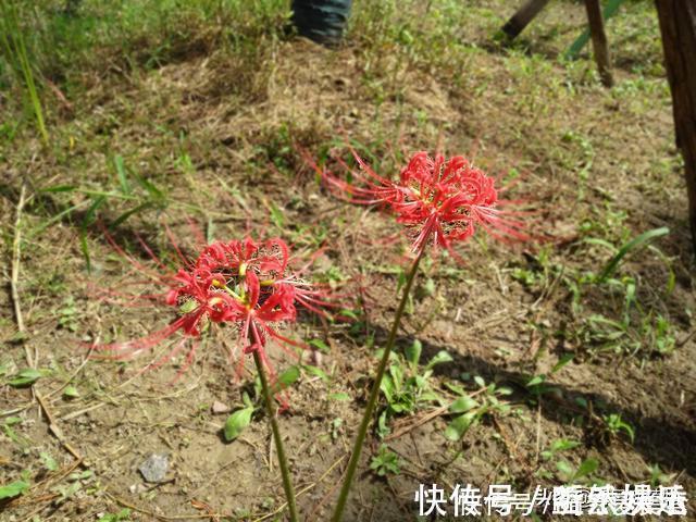 植物|开花不见叶，花叶生生世世永不能相见的植物，还有一个好听的名字