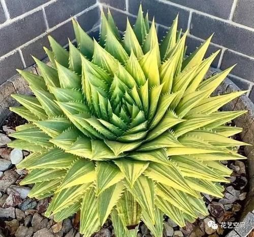 净化|室内放这3种花，怡情养性，旺人旺财，你也要记得放一盆！