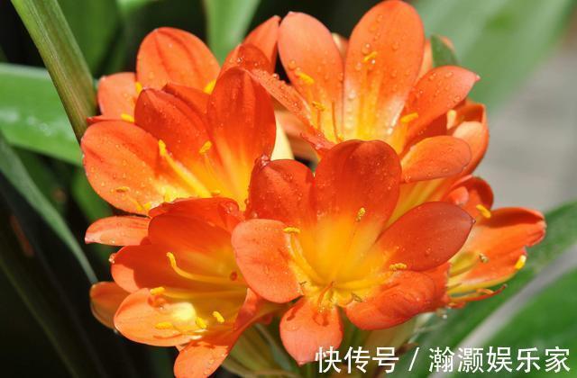 松针土|养君子兰,捡回“2种料”,扔盆里,根系旺,开花多,美极了