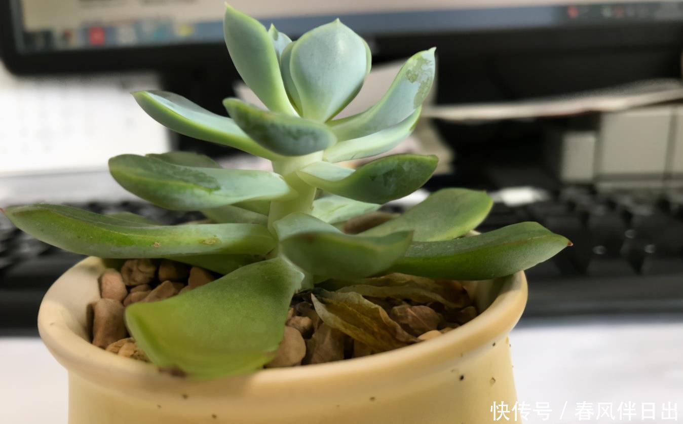 谨记|夏季该怎么处理怕热的多肉?谨记3点,秋日才能更美,早出状态