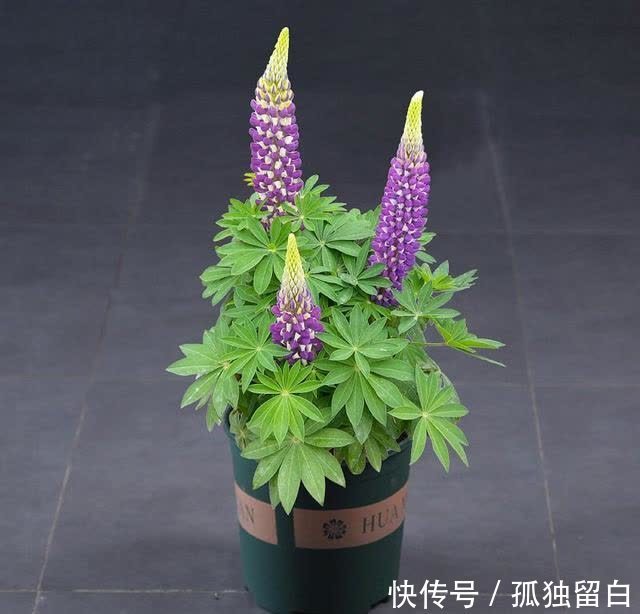 土壤肥料|盆栽的鲁冰花超美,用“五彩斑斓”来形容一点也不过分