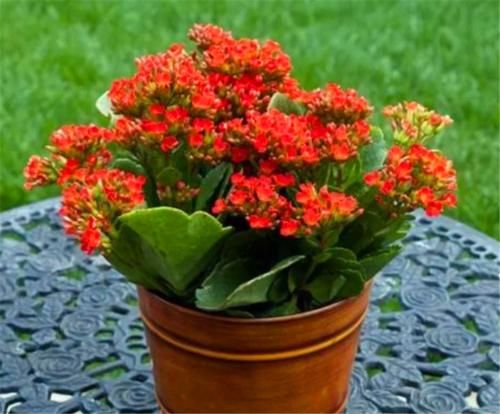 冬天长寿花有“5怕”，难怪落叶冻伤不开花，学会了叶子肥开花多