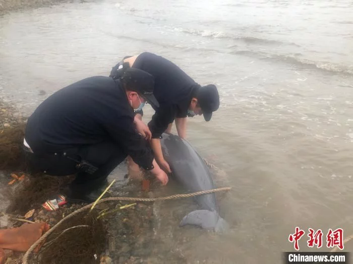 长江江豚浙江舟山搁浅被成功解救 系国家一级保护野生动物