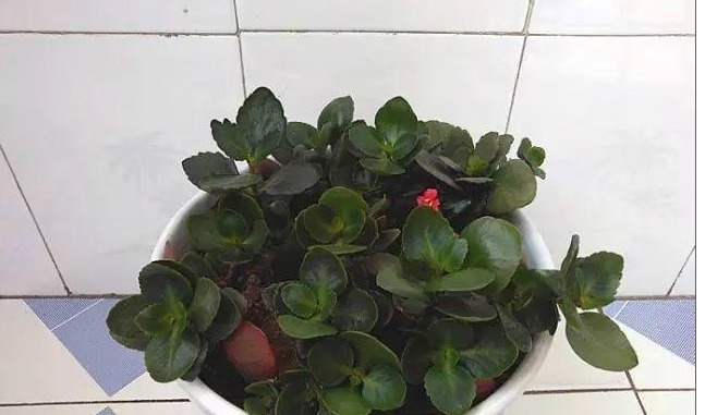 以下养的长寿花，开花又美又多，每年都有花赏，值得一试