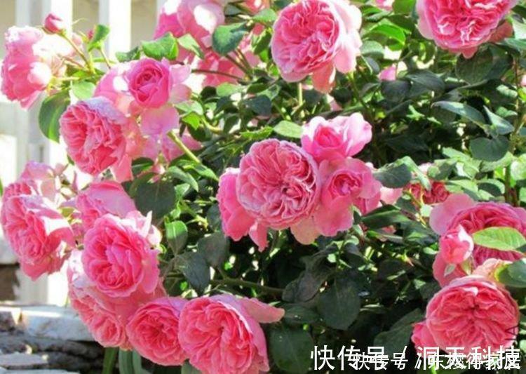 瑞香瑞香|自带香味的“3种花”,家里摆1盆,花香四溢,花朵烂漫迷人