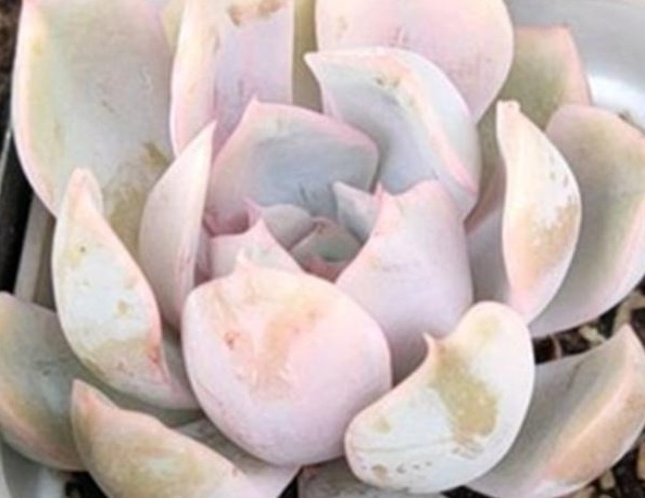 给多肉喂上这种“小零食”，新芽呼呼长，叶片肥厚，长得水灵灵的