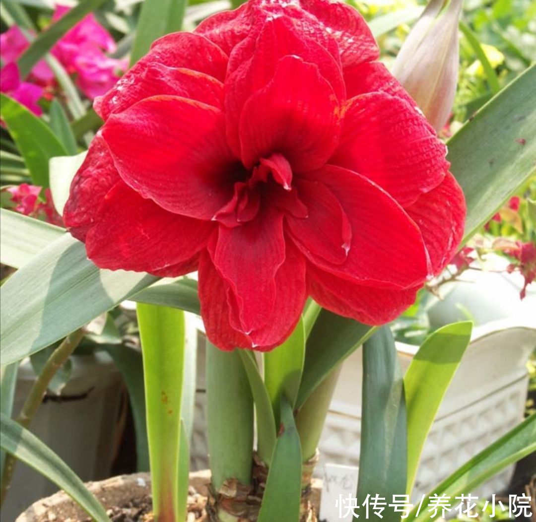 盘点十大“好养花”，开花漂亮又好养，适合养不好花的人