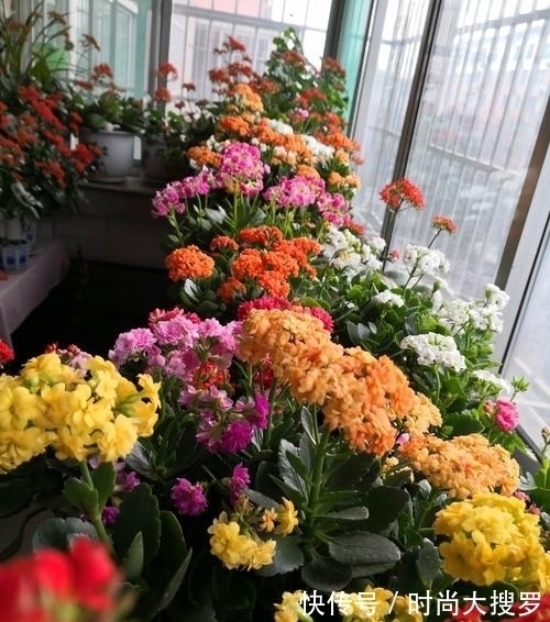 养长寿花，用这法，1年就能成老桩，开满五色花，独特又吉祥