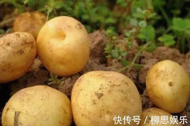 瘦身|土豆好处多多,瘦身养颜,但炒土豆不可放此物,就是没事找事