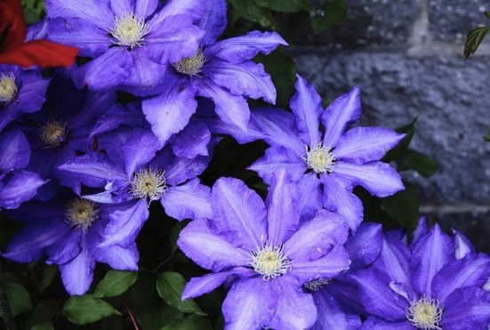 花期超长的一些花朵,比绿萝还好养,观赏价值高,全年开花爆满