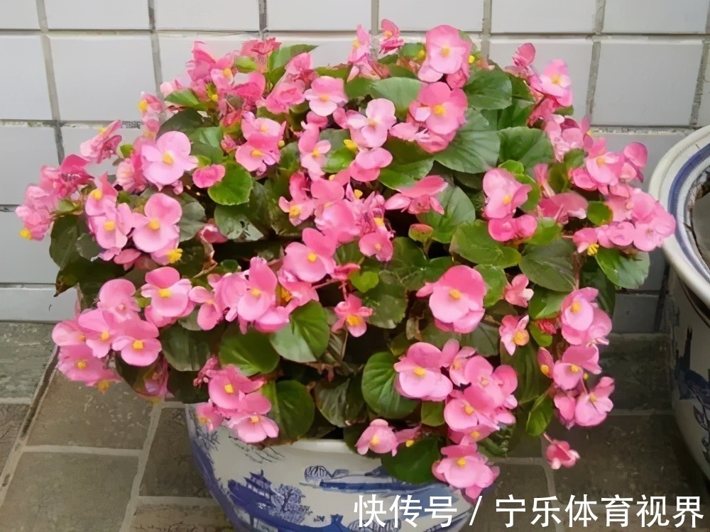 漂亮|号称“开花机器”的4种漂亮花,养一盆赏花300天,是阳台盆栽佳品