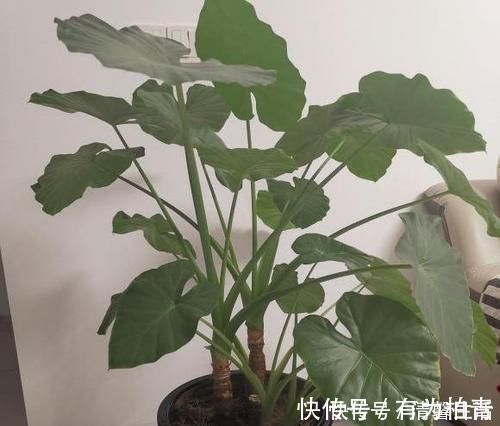 夹竹桃|4种有毒花，碰了麻烦大，再喜欢也别养，扔都不来及