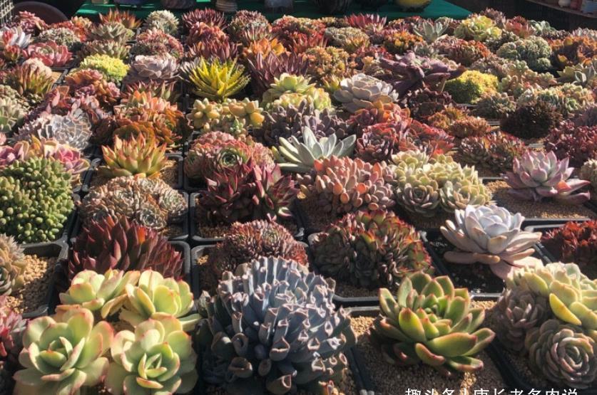 多肉|夏天最不容易养活的10种多肉,环境不好或者没有经验的肉友请绕行
