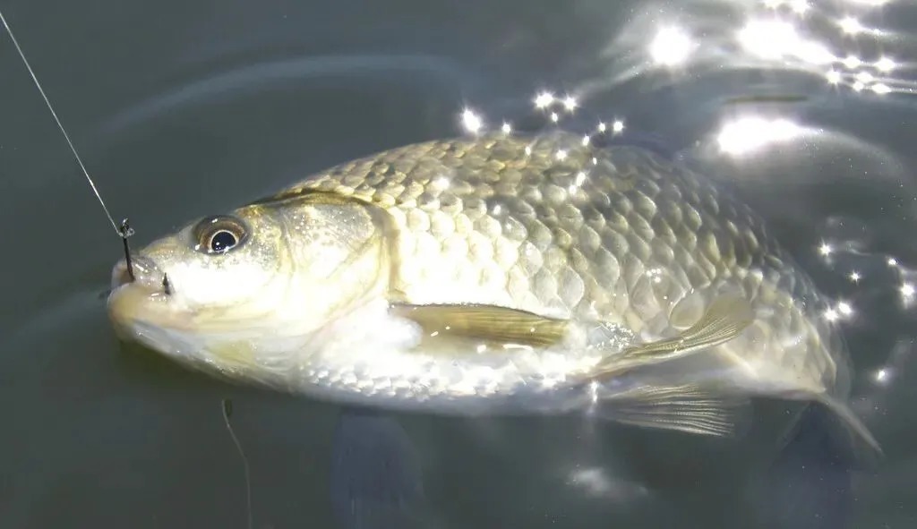 钓鱼|红虫钓鱼真的不简单,正确使用才连竿上鱼,方法错误就空军