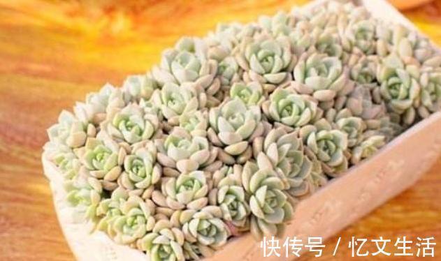 肉叶|多肉叶插有“新招”,生根成活快,再也不化水,养出状态美美的