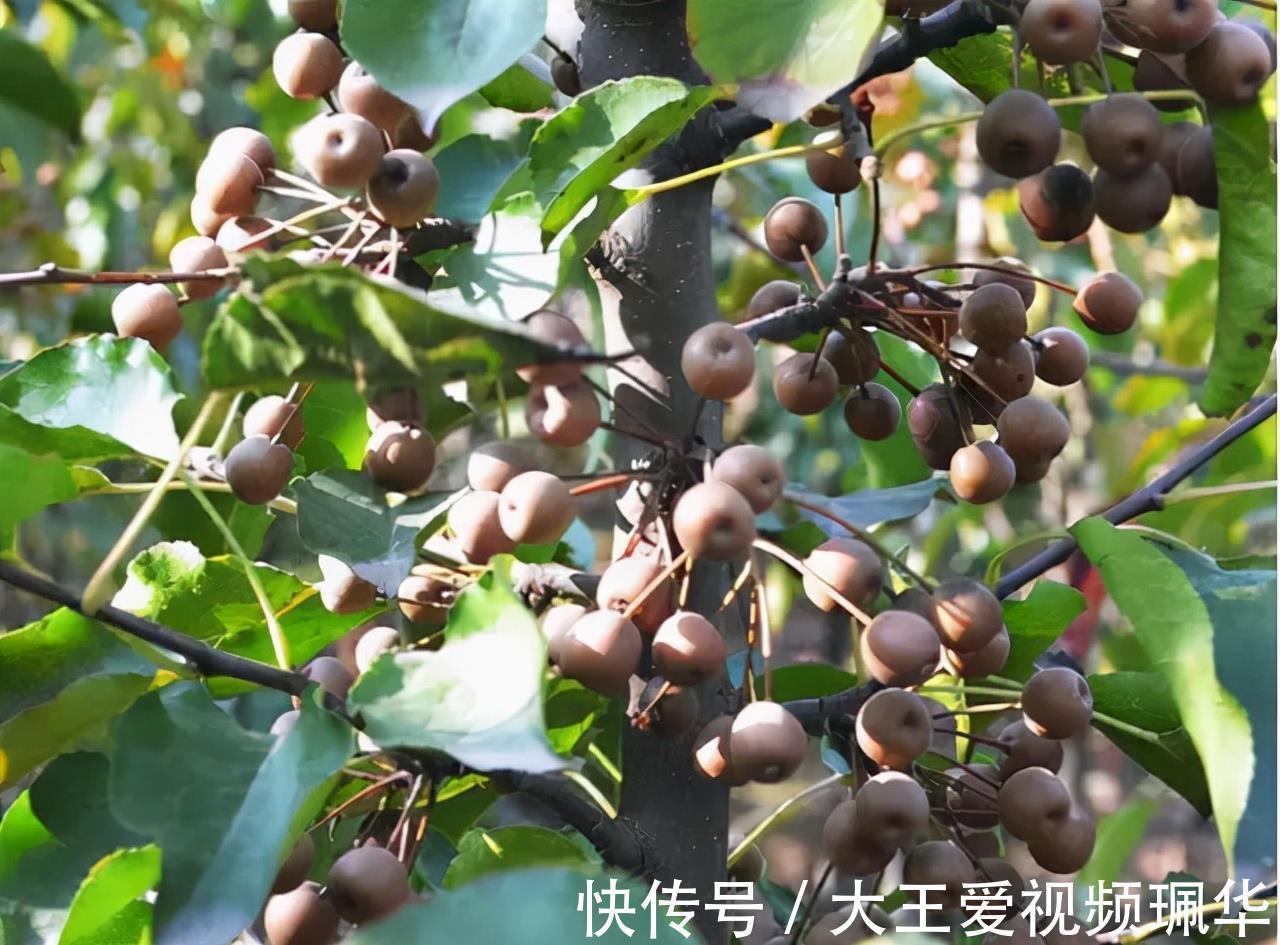 妙用|农村山中的野果，生吃味酸被称“狗屎梨”，殊不知妙用很大