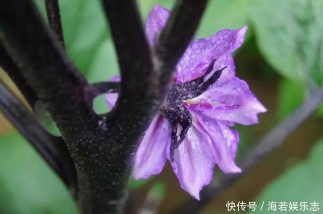 茄子|怎样让一只茄子也显得有文化