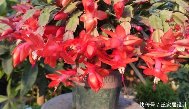 花多多2号|蟹爪兰想四季开花？1个“小开关”要知道，打开不分季节花开不停