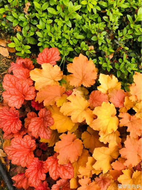 有院子别犹豫,现在开始规划养花,4、5月就能花开满园