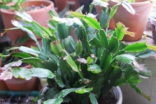 蟹爪兰叶子发蔫那不是缺水，而是根烂了！