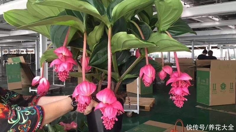 4种花贵气十足,养在家里有格调,等我有钱了一定要买