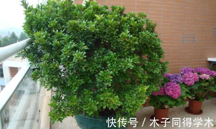 花友们|这4点打理好,阳台盆栽米兰,小小黄花一年四季挂满枝头