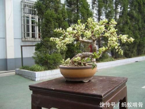 3种能成传家宝的花,越养越值钱,养几年给多少钱都不卖