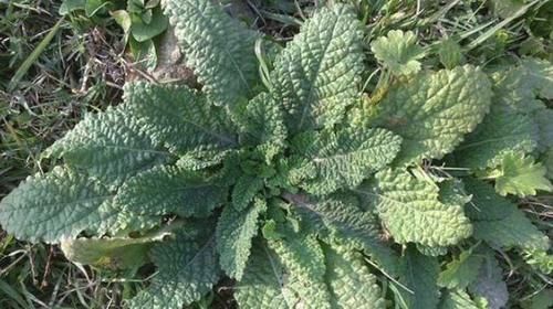 一种野菜叶子长满疙瘩,闻着臭,吃起来却很香,炒鸡蛋味道更好!