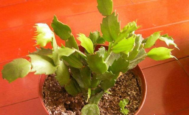 蟹爪兰发出这个“信号”,一定不要忽视,是在提醒你