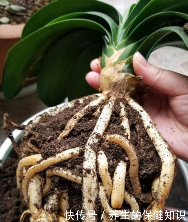 君子兰不见长是你这三点没做好,改变方法,让养殖变得轻松!